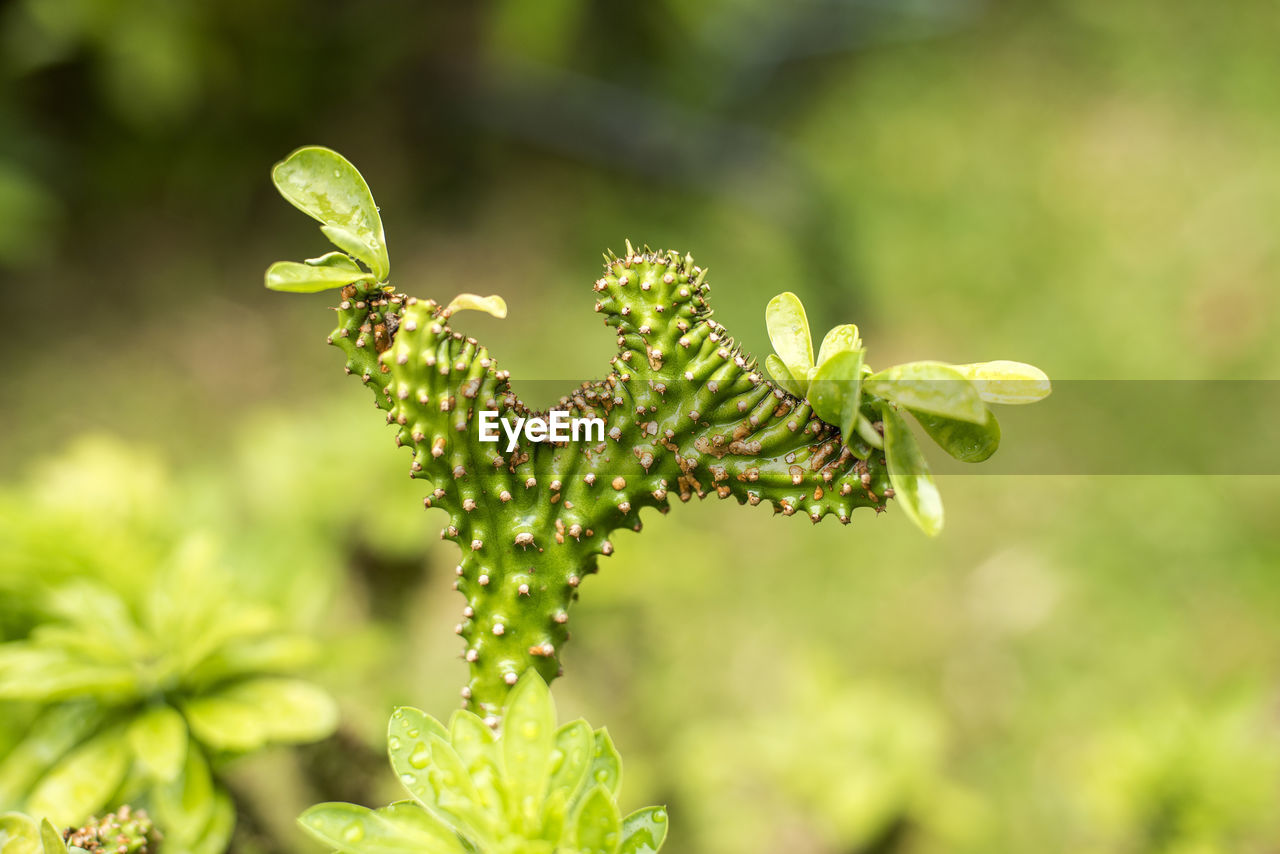 CLOSE-UP OF GREEN PLANT ON STEM