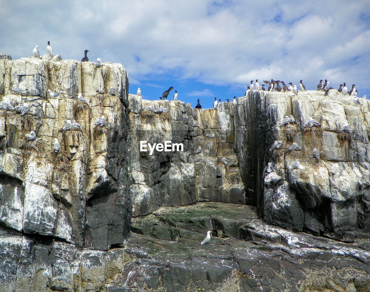 Flock of birds on rock against sky