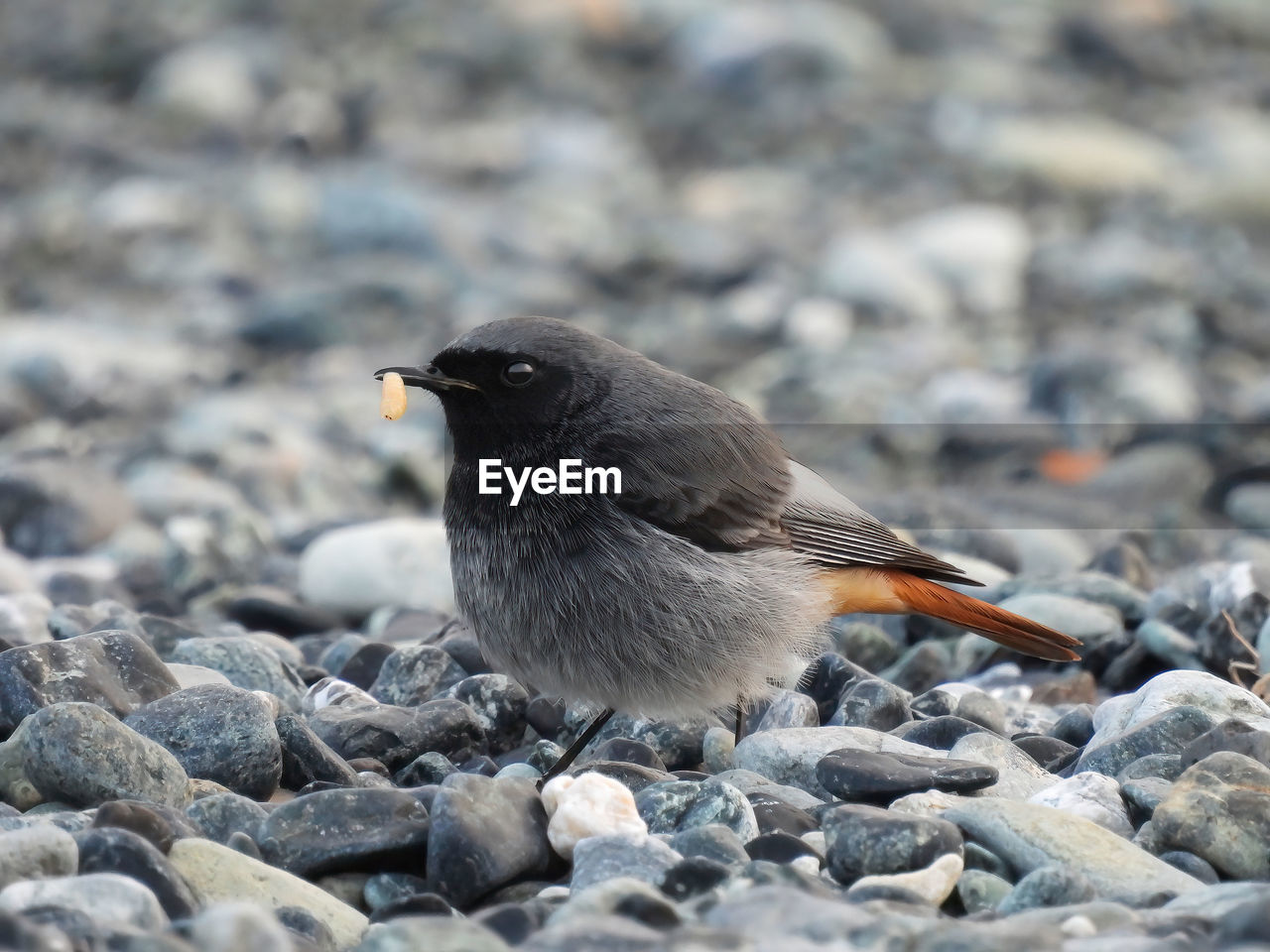 animal themes, animal, bird, animal wildlife, wildlife, one animal, beak, rock, nature, no people, day, side view, selective focus, full length, close-up, outdoors, eating, black, stone, blackbird, focus on foreground, land, perching, songbird, winter