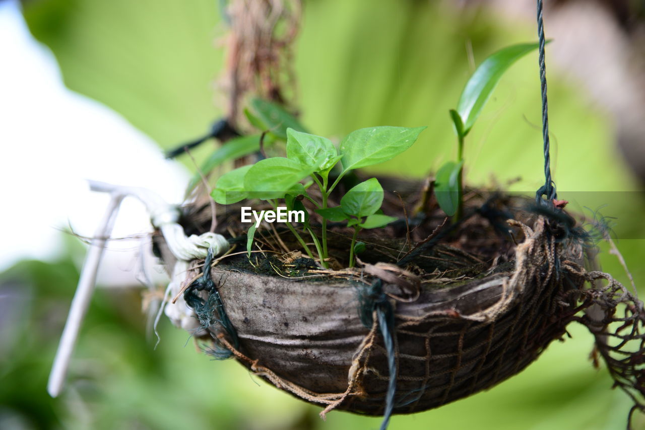 Close-up of bird nest