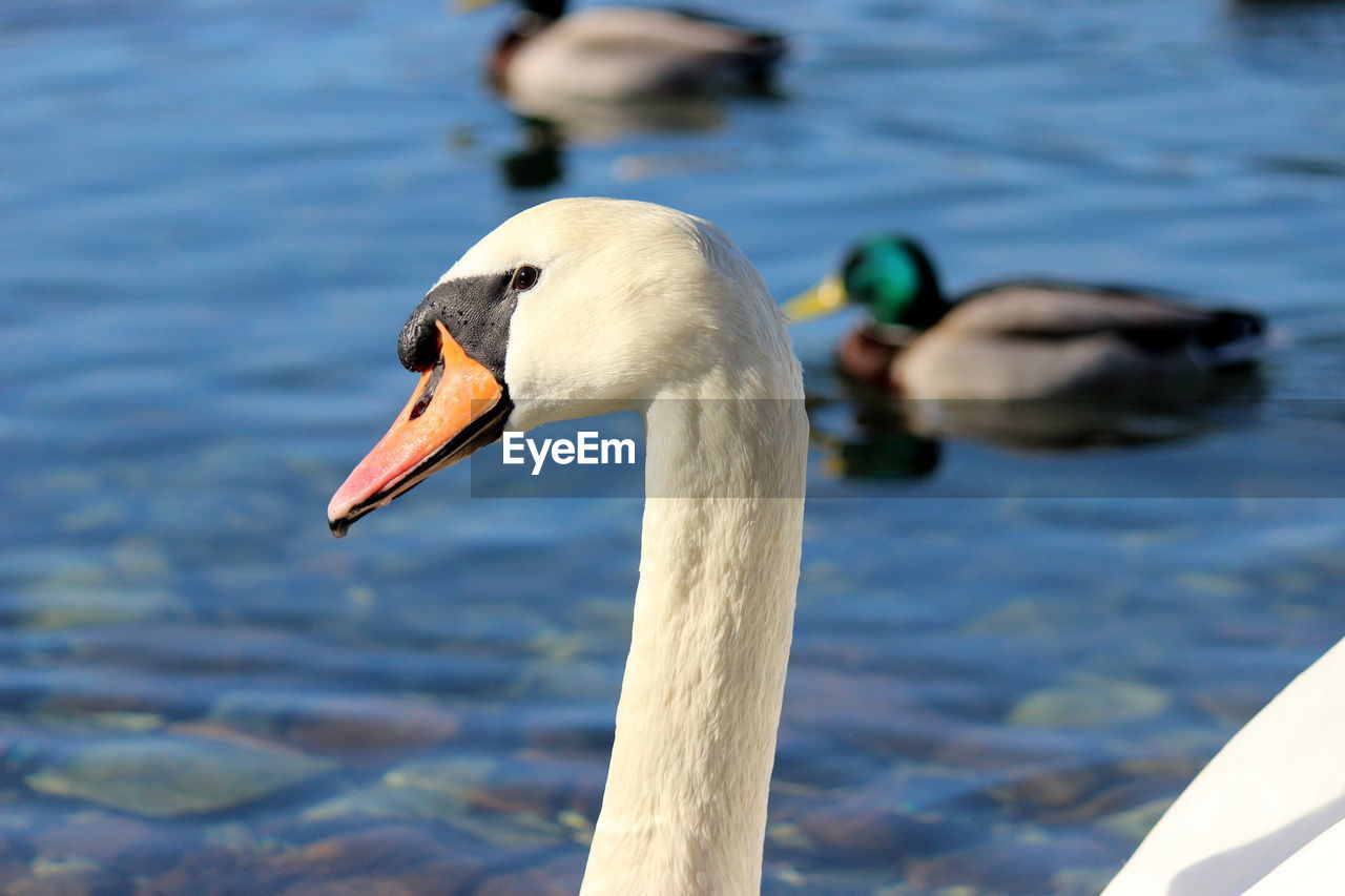 Close-up of swan swimming in lake