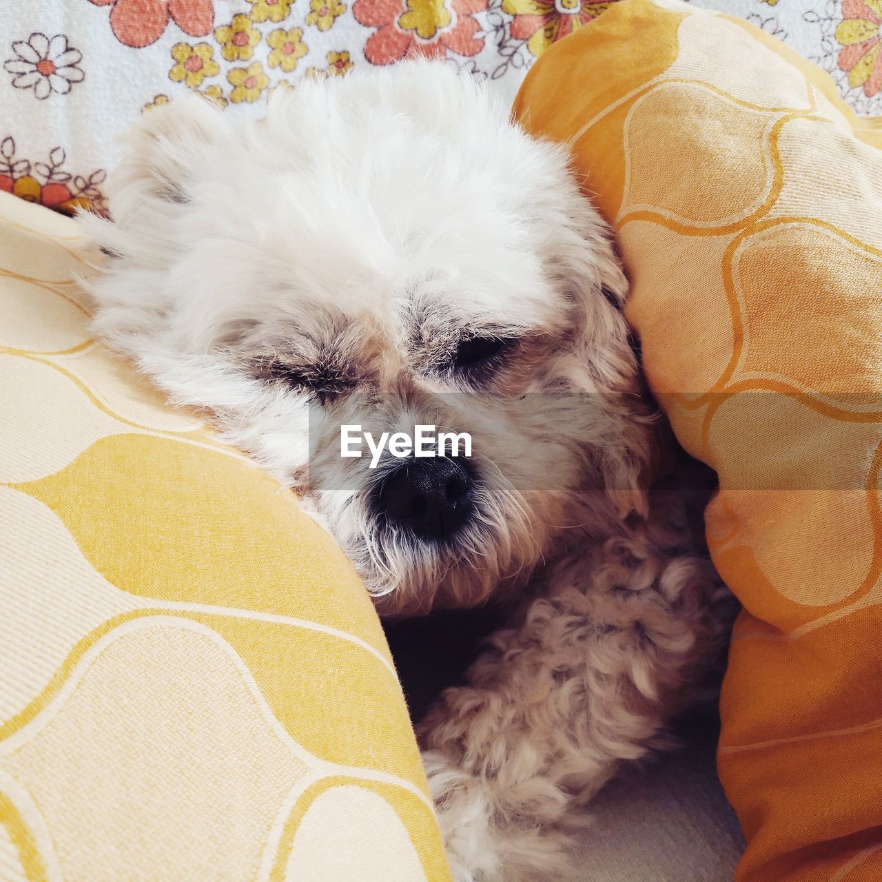 Close-up portrait of puppy relaxing on bed