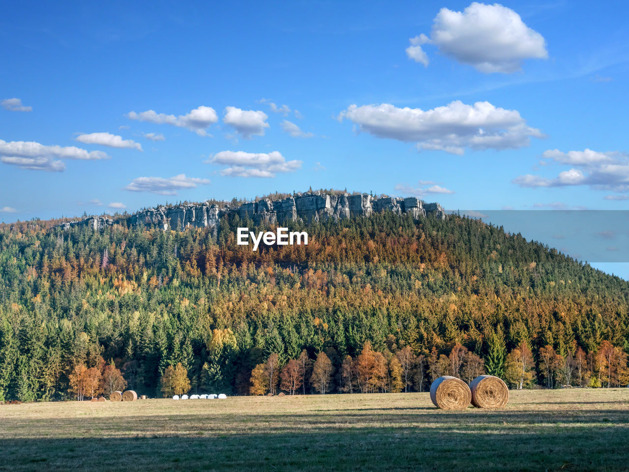 Trees growing on field against sky