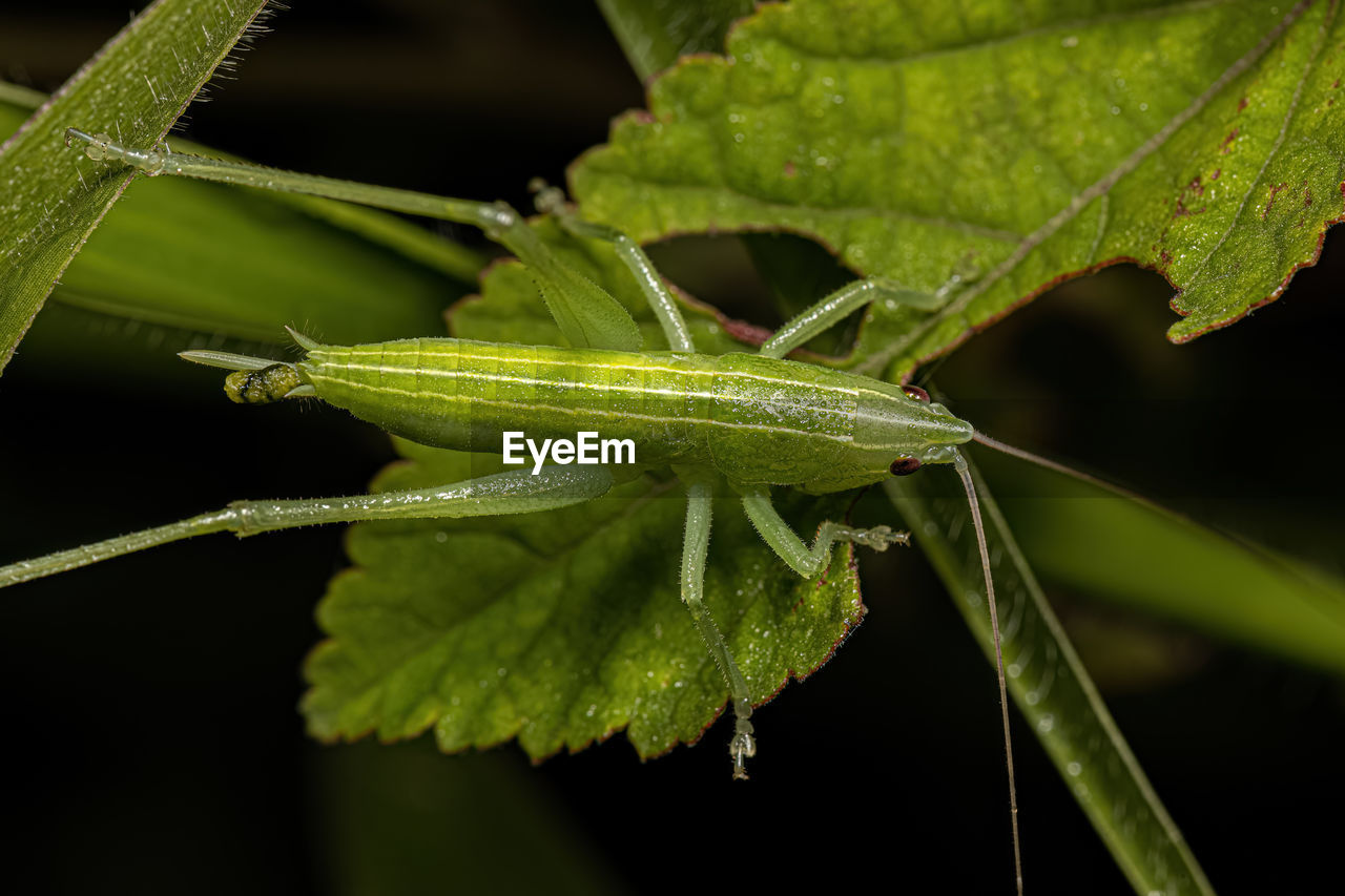 close-up of grasshopper
