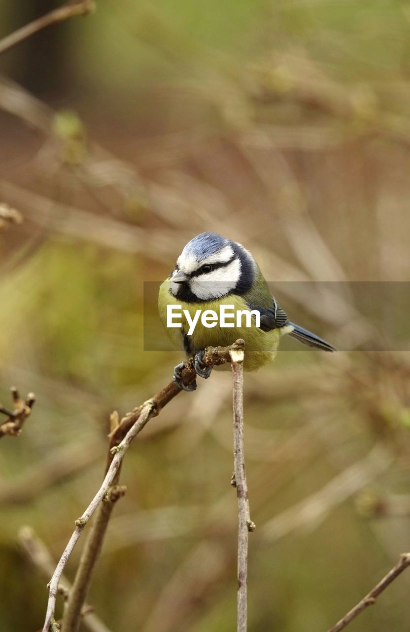 Close-up of blue tit perching on branch in summer looking at camera