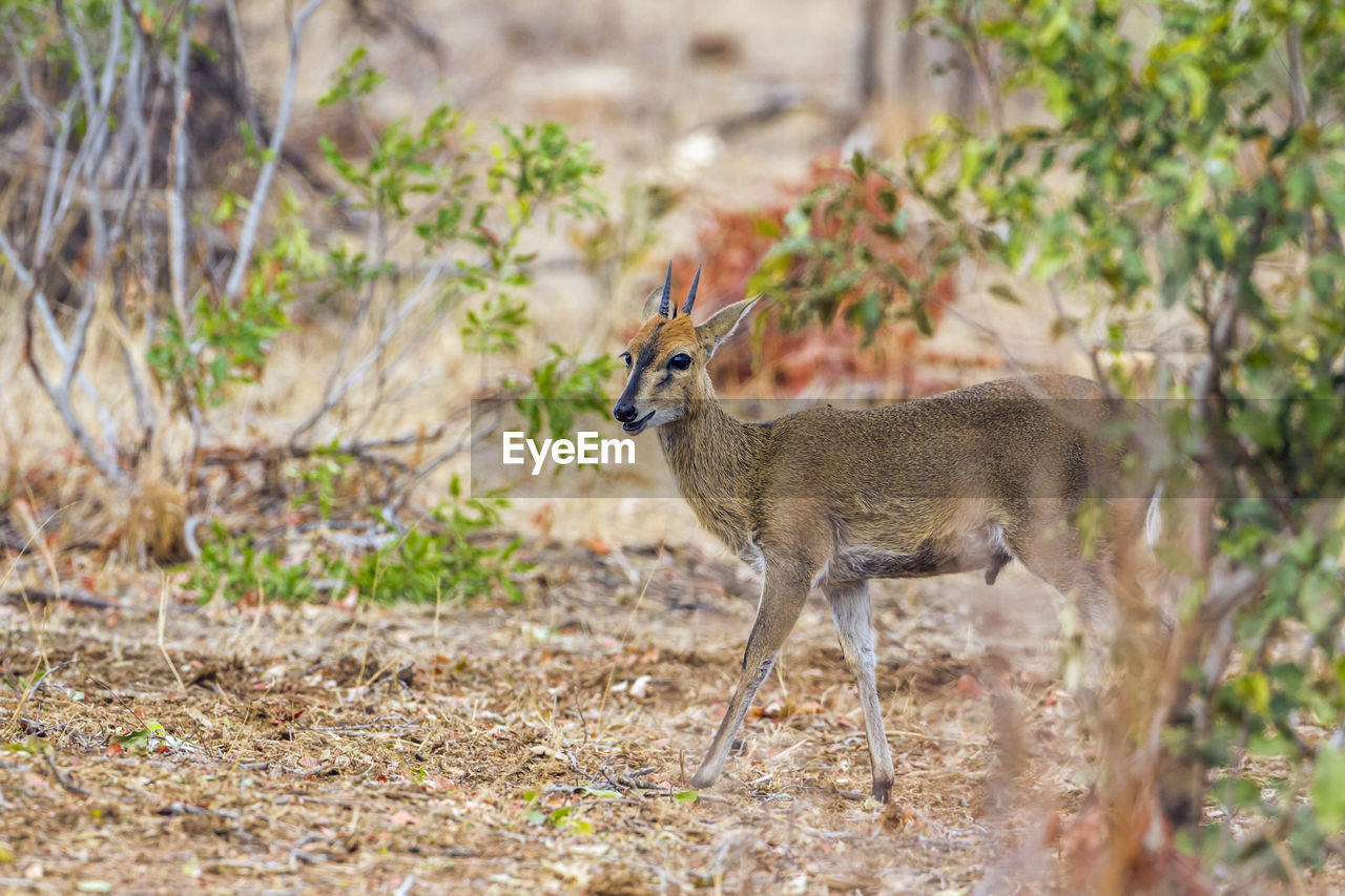 SIDE VIEW OF DEER ON FIELD