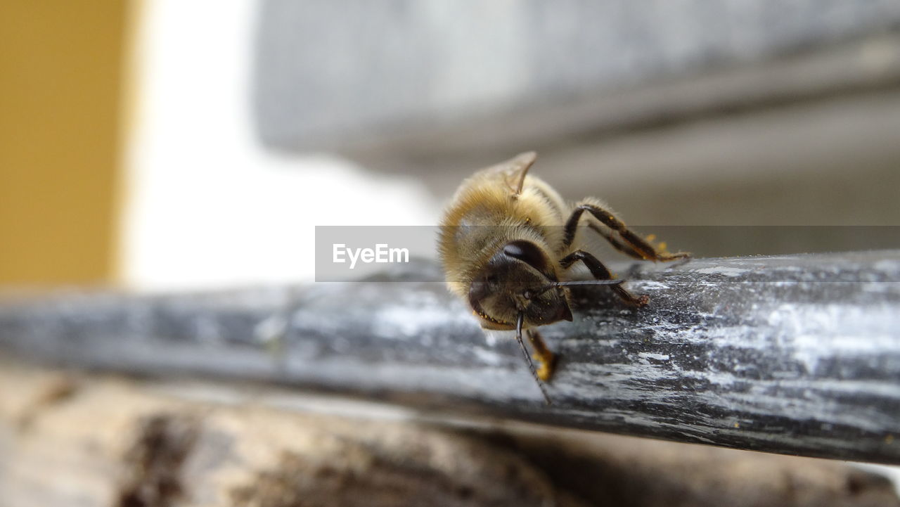 Close-up of honeybee on stem against blurred background