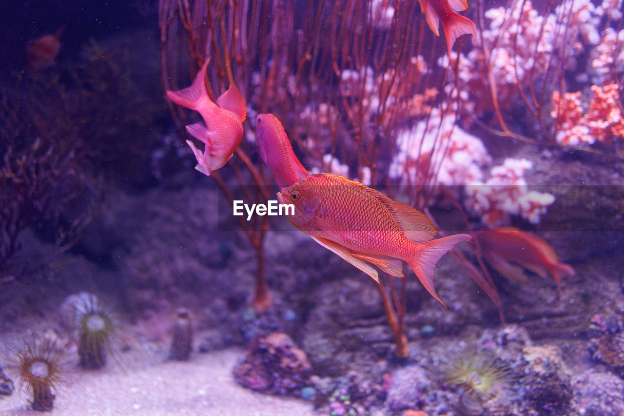 high angle view of fish swimming in sea