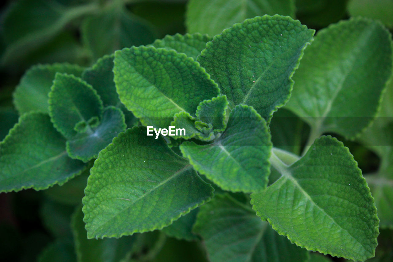 CLOSE-UP OF FRESH GREEN LEAVES