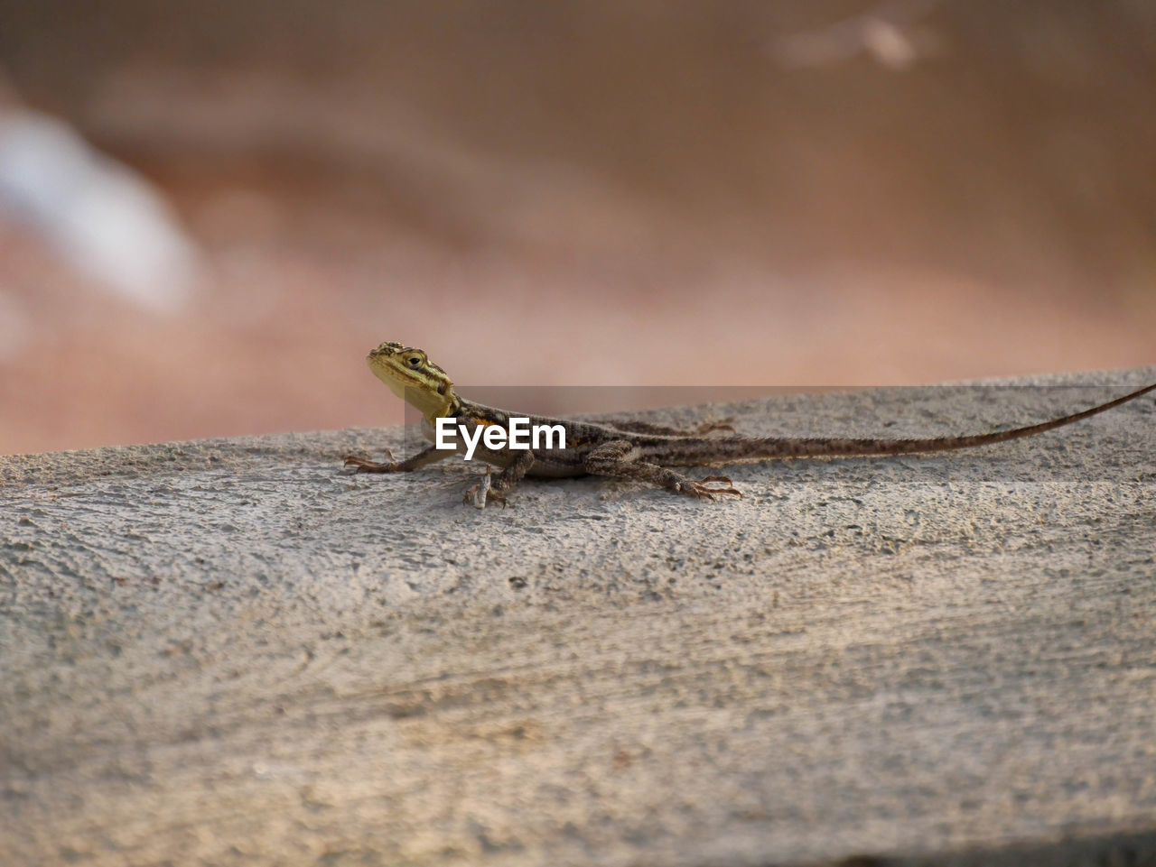 close-up of lizard