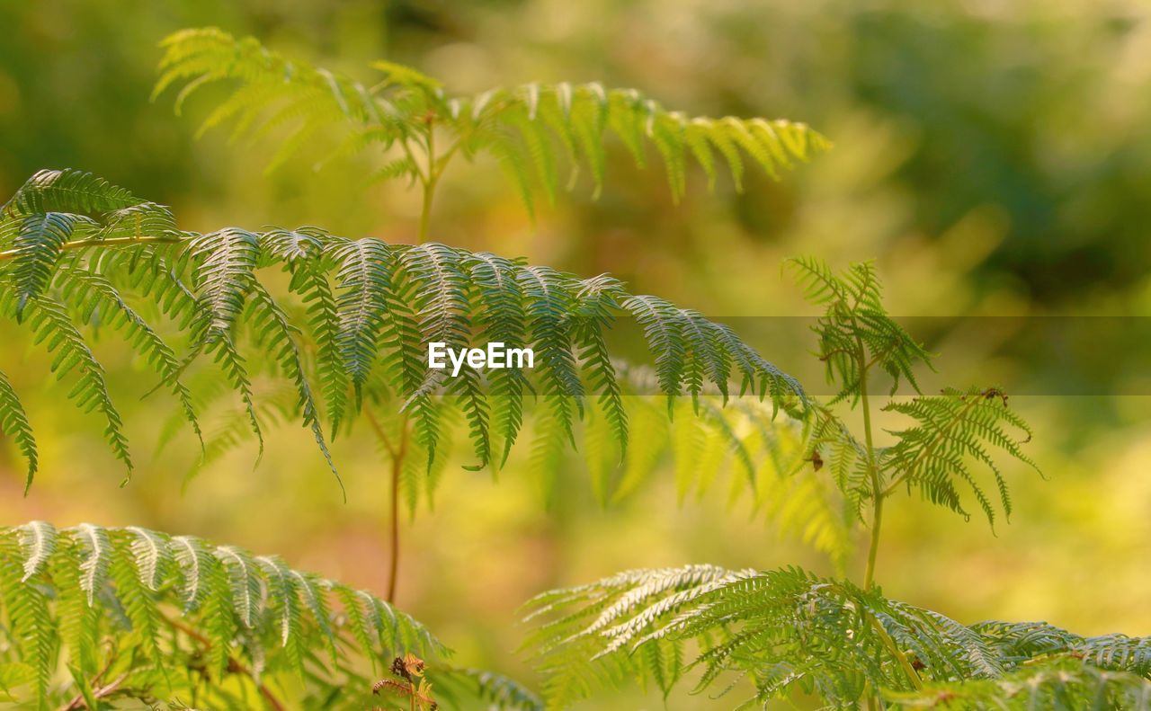 plant, green, leaf, tree, nature, plant part, vegetation, beauty in nature, environment, branch, ferns and horsetails, tropical climate, no people, land, growth, forest, outdoors, pinaceae, close-up, sunlight, fern, coniferous tree, palm tree, day, tranquility, social issues, pine tree, environmental conservation, freshness, focus on foreground, palm leaf, macro photography, landscape, lush foliage, foliage, flower, summer, frond, selective focus