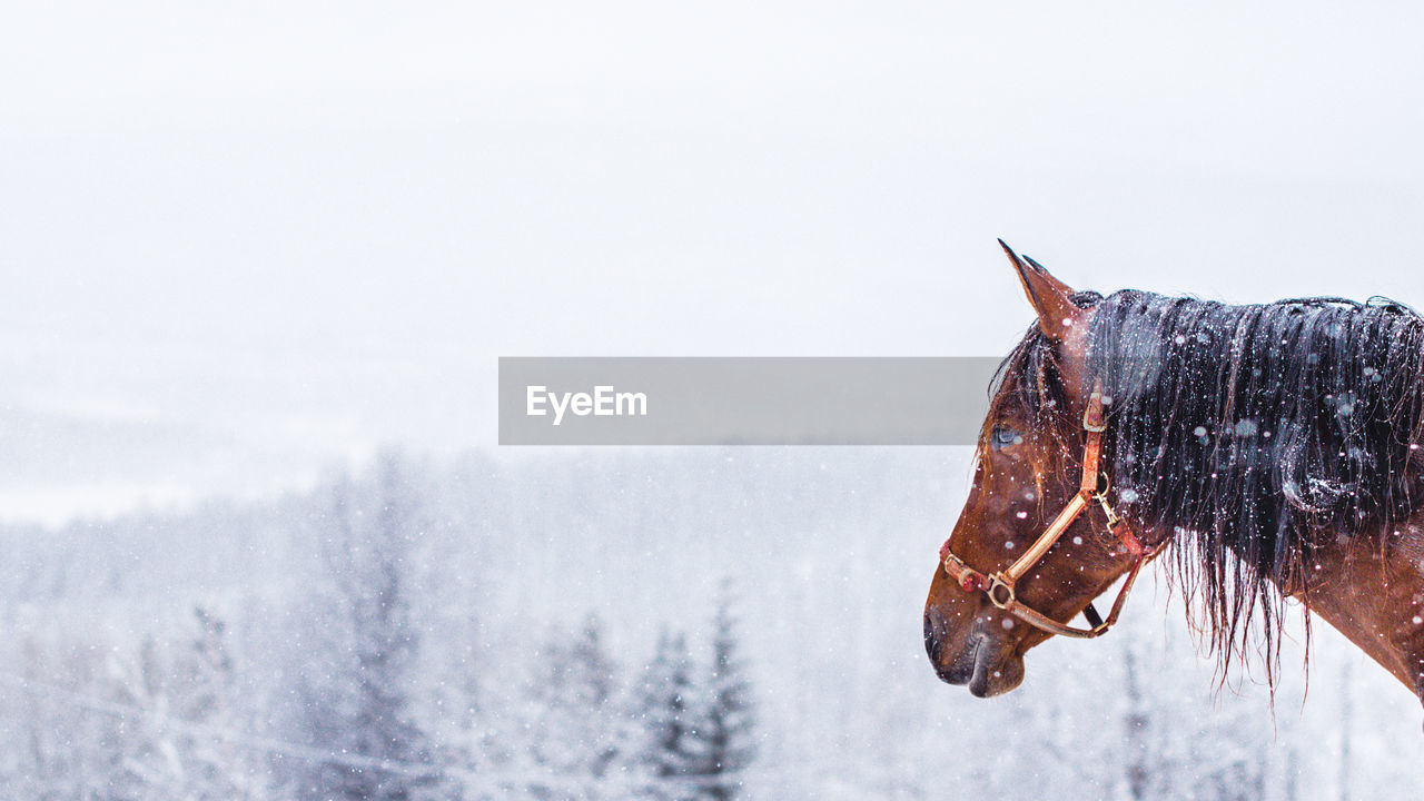 Horse against sky during winter