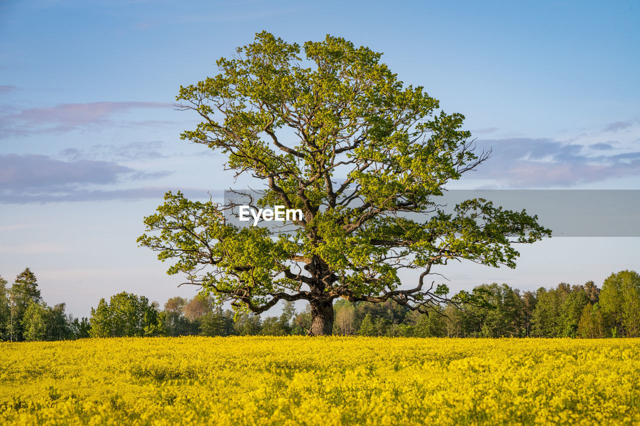 plant, tree, produce, landscape, rapeseed, beauty in nature, sky, yellow, field, environment, flower, vegetable, rural scene, land, food, agriculture, nature, growth, canola, scenics - nature, flowering plant, oilseed rape, tranquility, tranquil scene, crop, cloud, no people, freshness, farm, springtime, idyllic, meadow, outdoors, blossom, rural area, prairie, day, blue, non-urban scene, mustard, vibrant color, sunlight, abundance, grass, plain, fragility