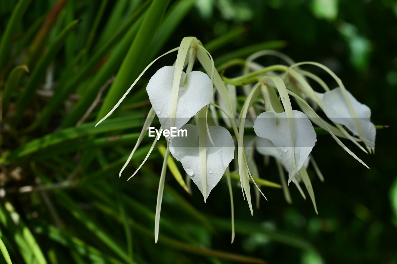 CLOSE-UP OF WHITE FLOWERS ON PLANT