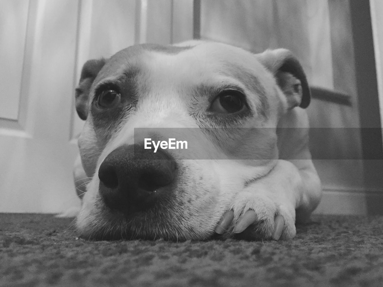 Close-up of dog relaxing at home