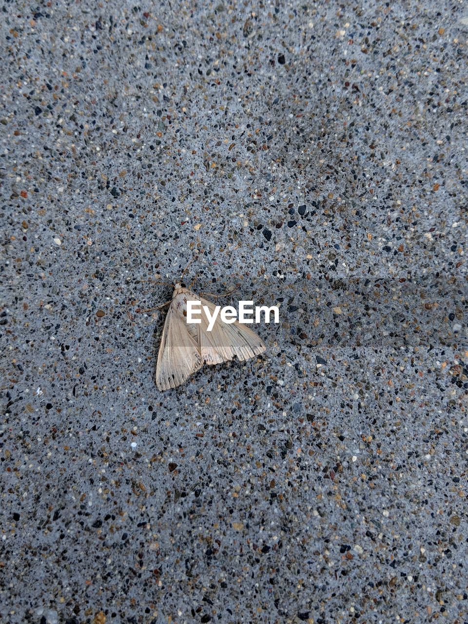 HIGH ANGLE VIEW OF BUTTERFLY ON GROUND