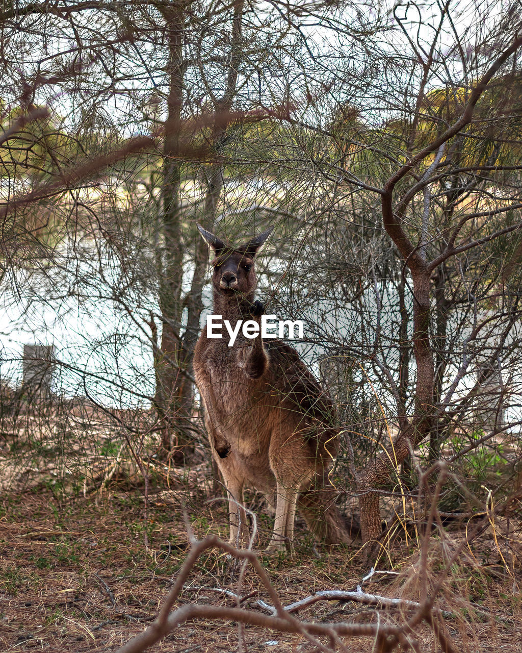 Kangaroo standing in a forest waving hi at camera