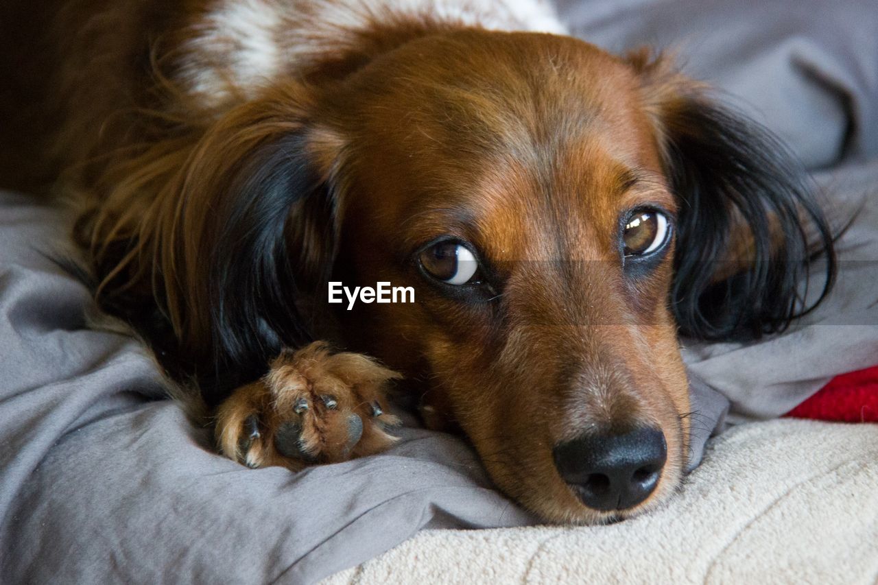 Close-up portrait of dog lying on bed