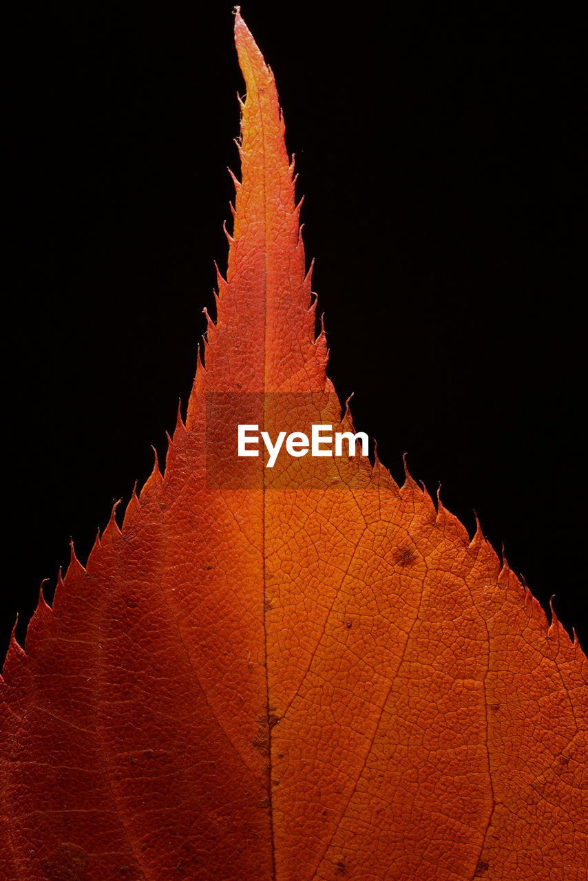 leaf, plant, maple leaf, no people, red, macro photography, nature, orange color, black background, plant part, close-up, yellow, tree, autumn, studio shot, flower, beauty in nature, outdoors