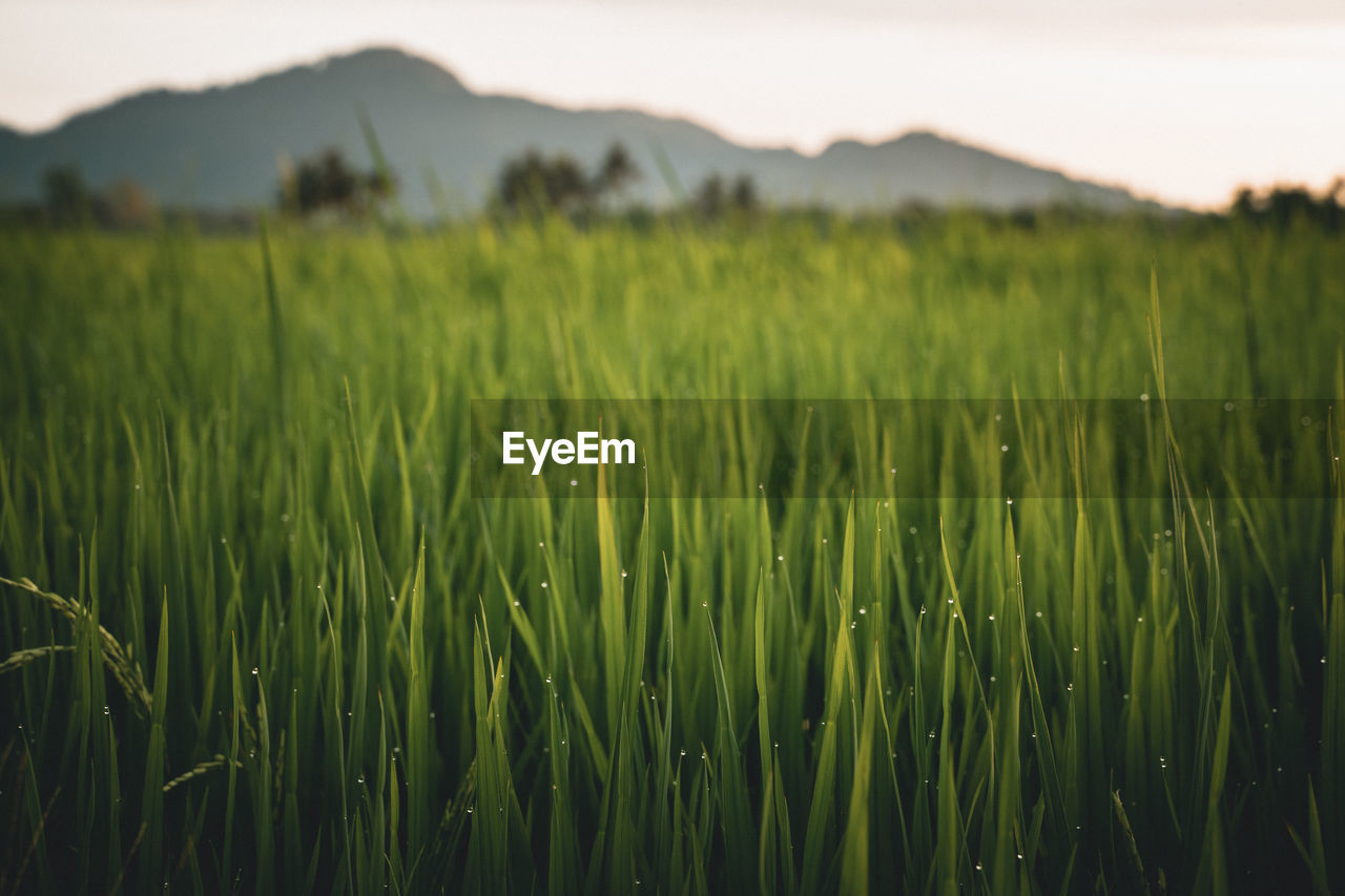 Paddy rice field with droplets