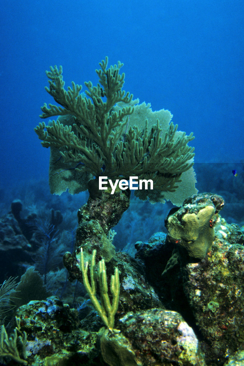 CLOSE-UP OF FISH SWIMMING IN SEA