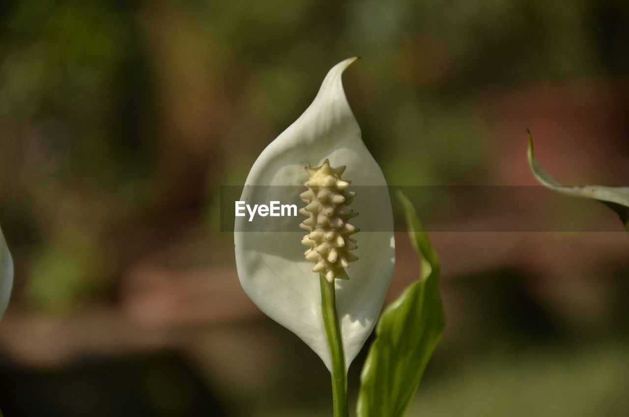 Close-up of white flowering plant