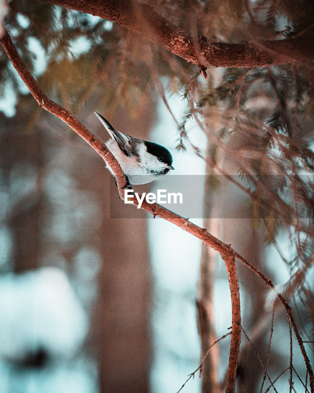 Low angle view of bird perching on branch