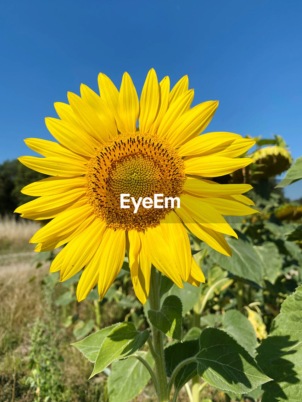 plant, flower, flowering plant, yellow, freshness, sunflower, beauty in nature, flower head, growth, sky, nature, landscape, field, inflorescence, rural scene, petal, land, fragility, agriculture, clear sky, close-up, blue, no people, leaf, plant part, summer, environment, crop, sunlight, botany, springtime, sunny, farm, vibrant color, outdoors, pollen, scenics - nature, day, blossom, focus on foreground, cloud, horizon over land, tranquility, seed, asterales, wildflower, horizon, sunflower seed, non-urban scene, idyllic, landscaped, copy space