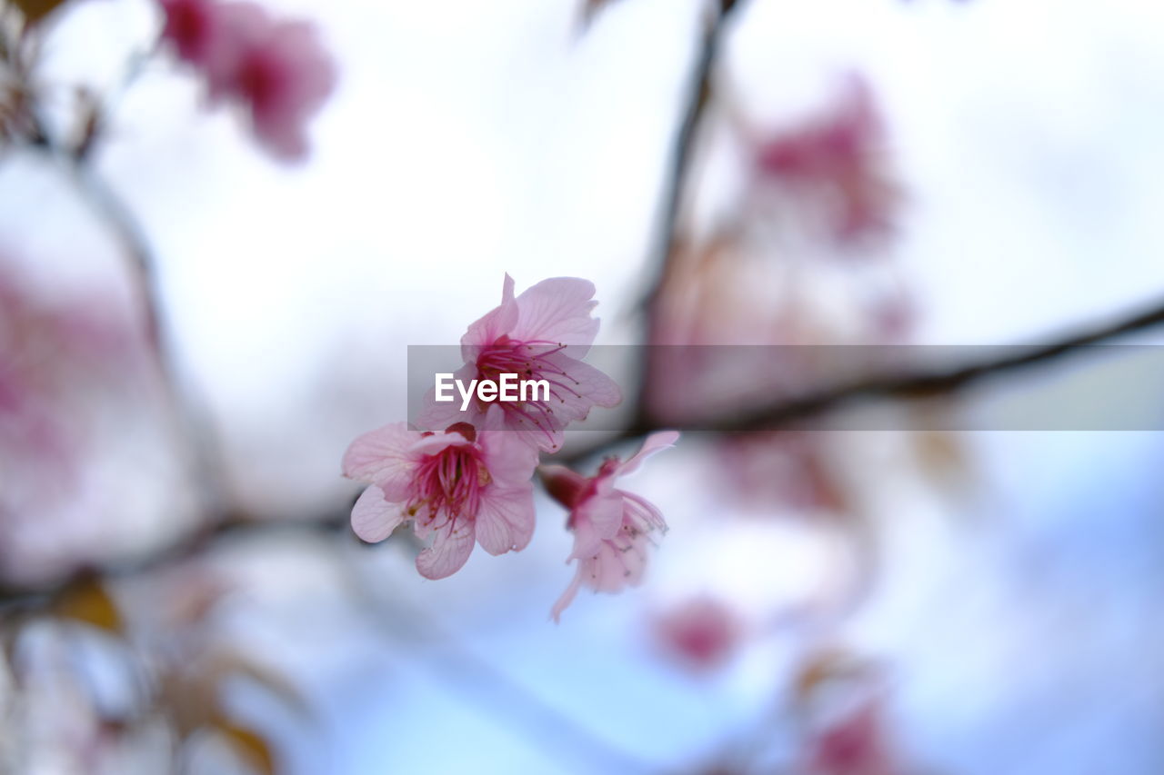 Close-up of  wild himalayan cherry in spring