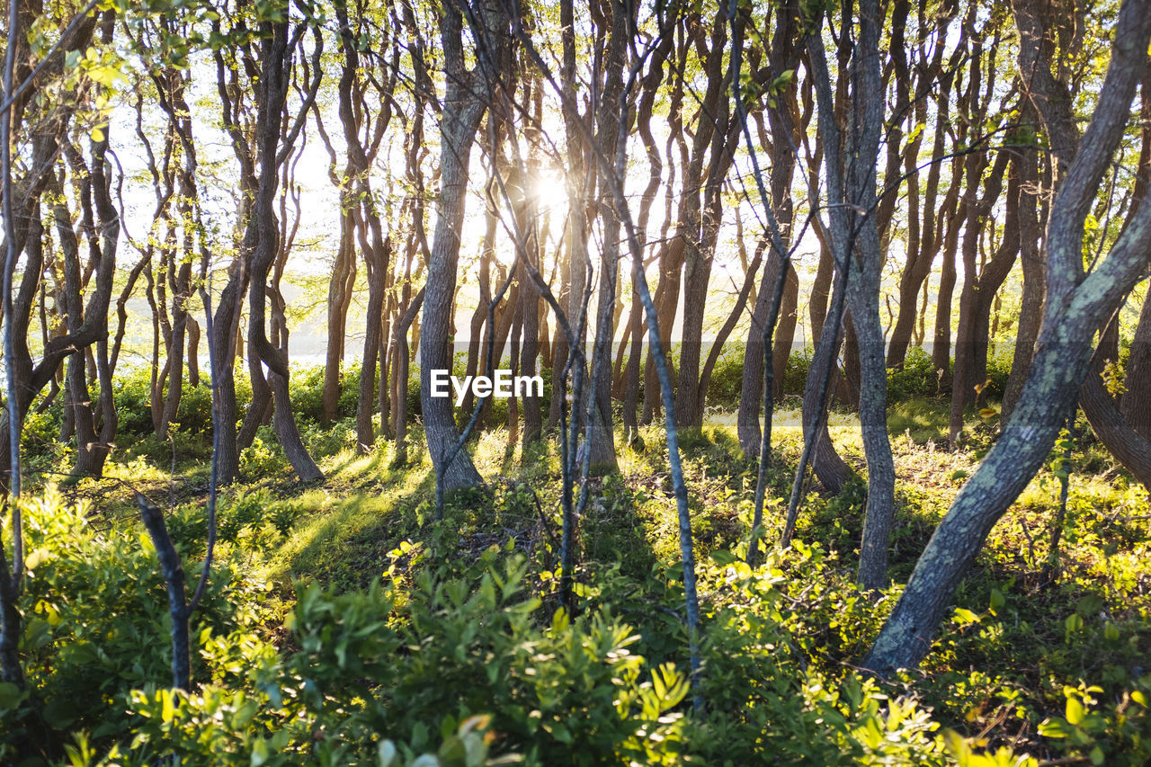 View of trees in forest