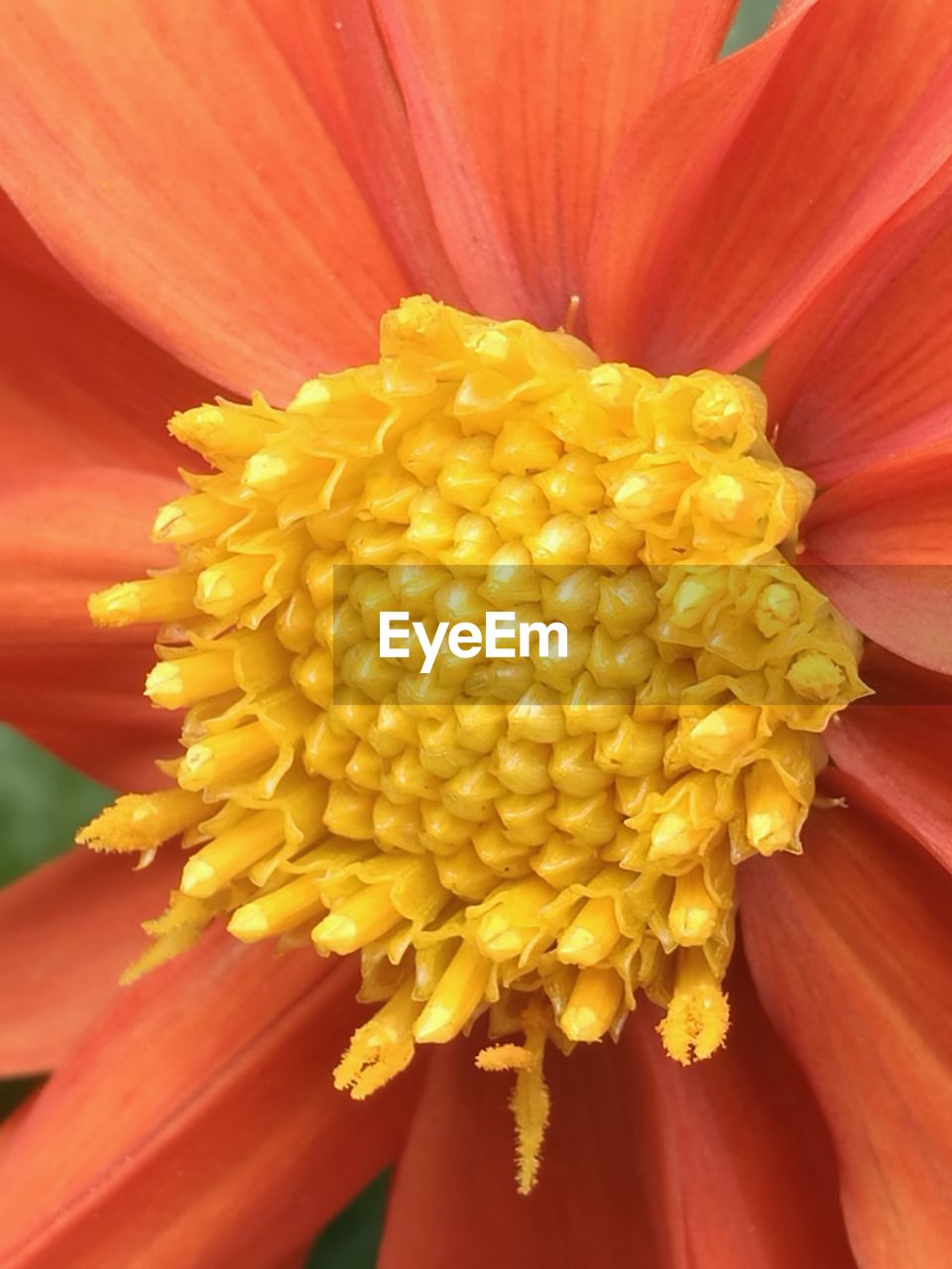 Close-up of yellow flower