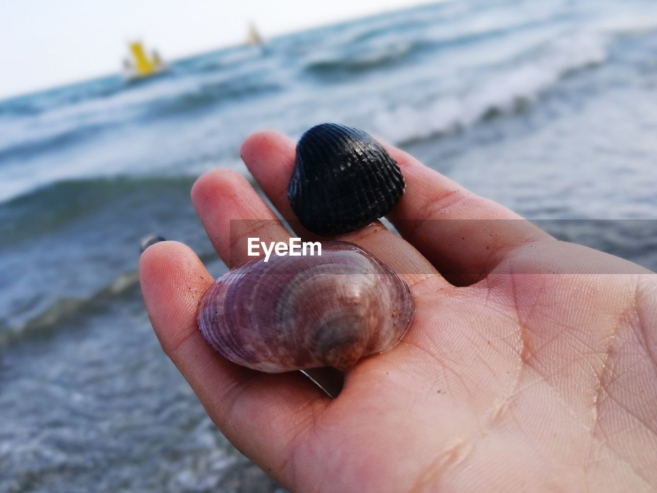 CLOSE-UP OF HAND HOLDING SHELL ON SEA