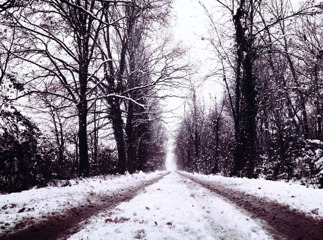 ROAD AMIDST TREES DURING WINTER