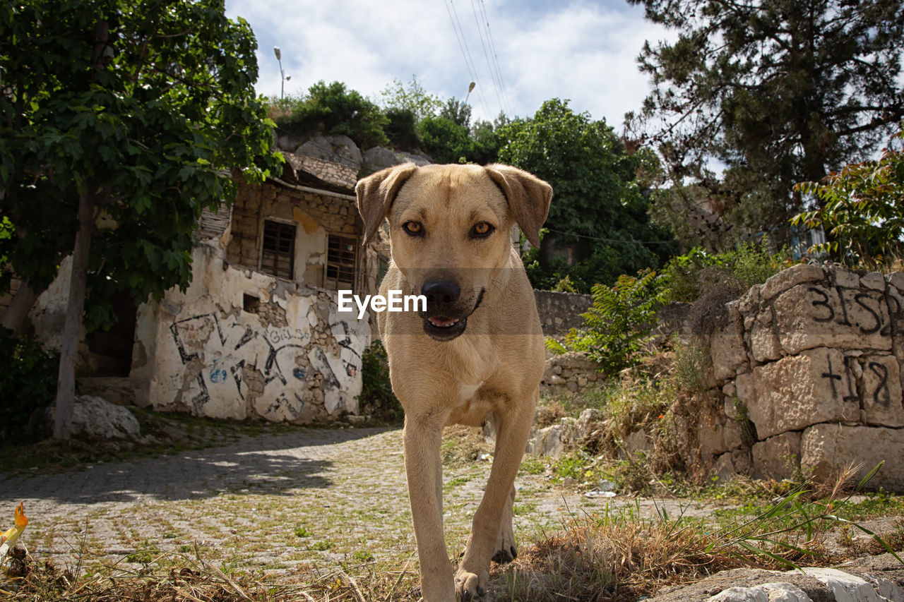 PORTRAIT OF A DOG STANDING AGAINST PLANTS