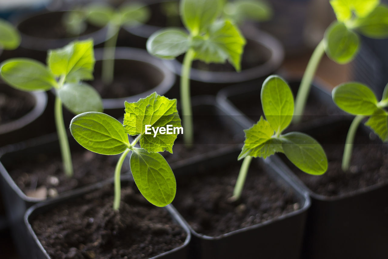 Small green sprouts, cucumber seedlings, closeup