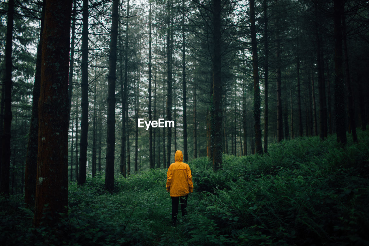 Unrecognizable tourist in outerwear with hood standing on pathway among plants and high trees in forest