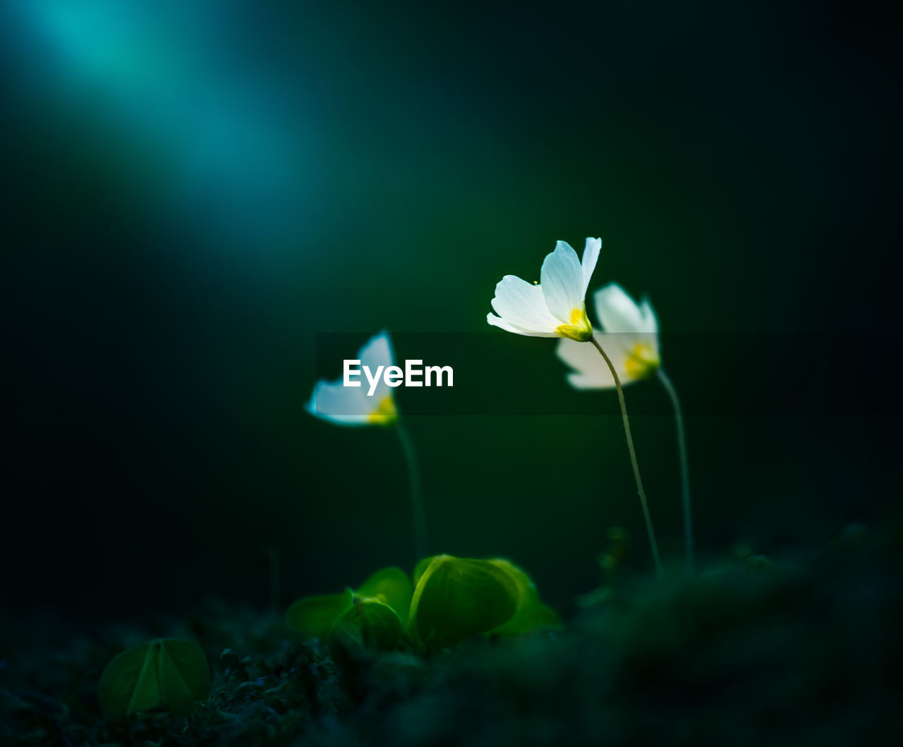 Beautiful wood sorrel flowers blooming on a forest ground. white oxalis flowers in spring. 