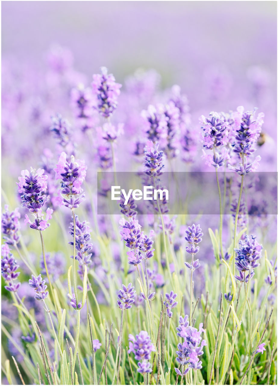 Blooms of cotswolds lavender at snowshill