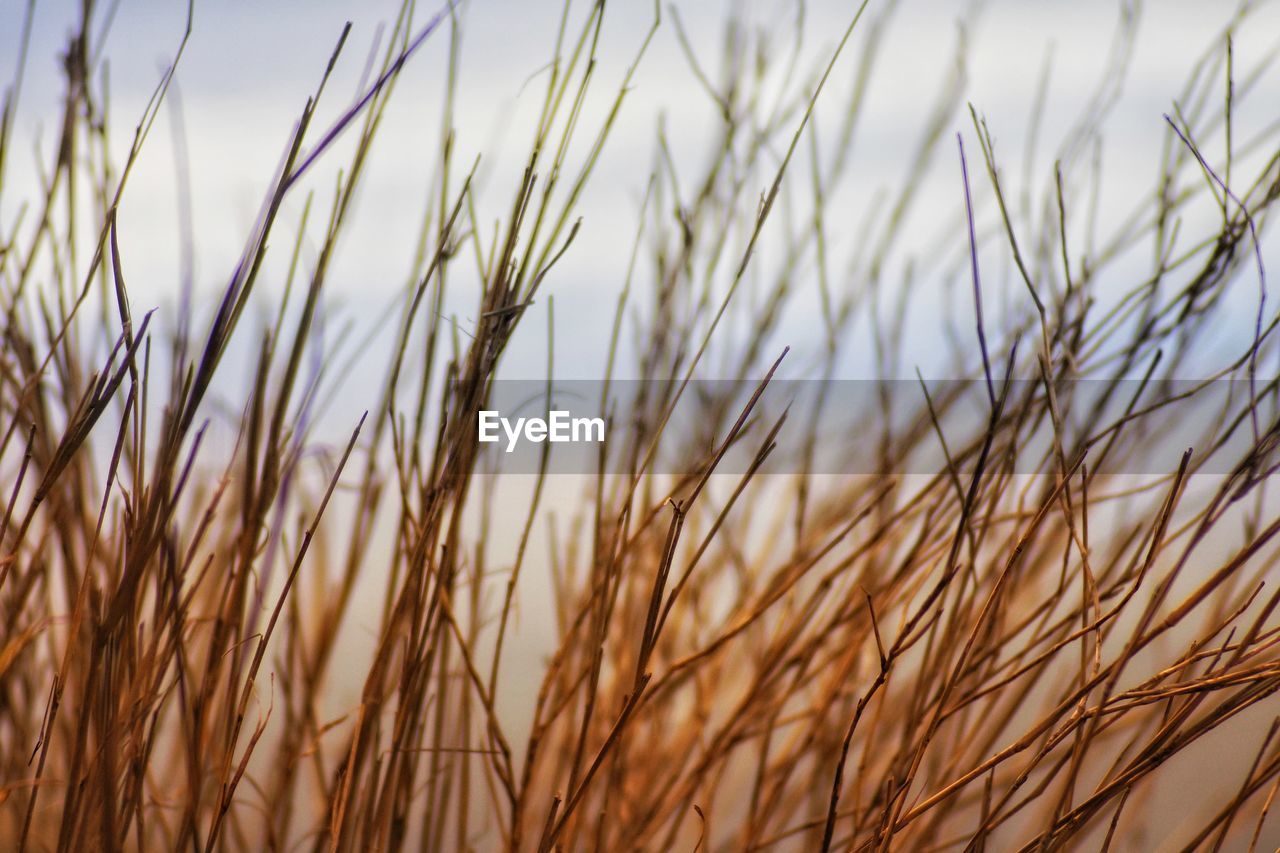 Close-up of stalks against sky