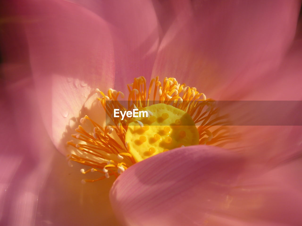 Close-up of pink lotus