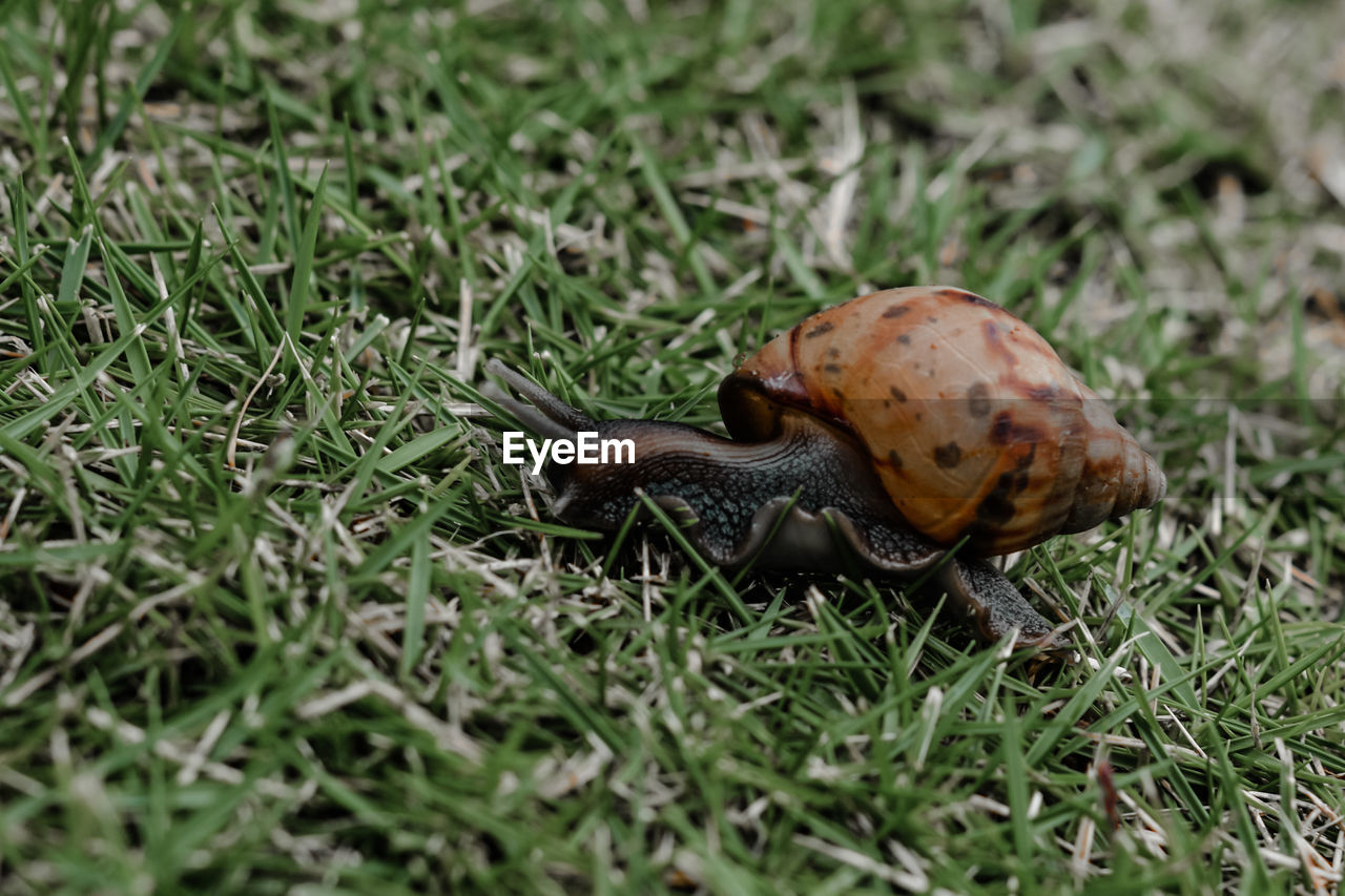 snails and slugs, animal themes, animal wildlife, animal, snail, grass, one animal, gastropod, wildlife, plant, nature, mollusk, land, no people, day, field, green, close-up, slug, selective focus, outdoors, macro photography, boredom