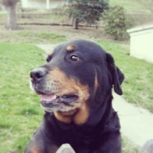 CLOSE-UP OF DOG LOOKING AWAY ON GRASS