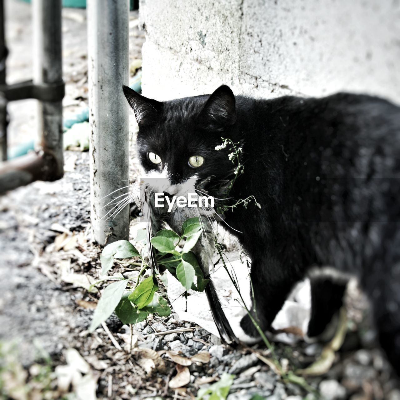 Portrait of black cat