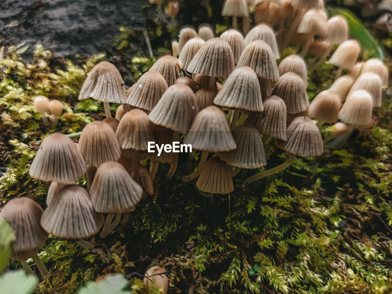 Close-up of mushrooms on field