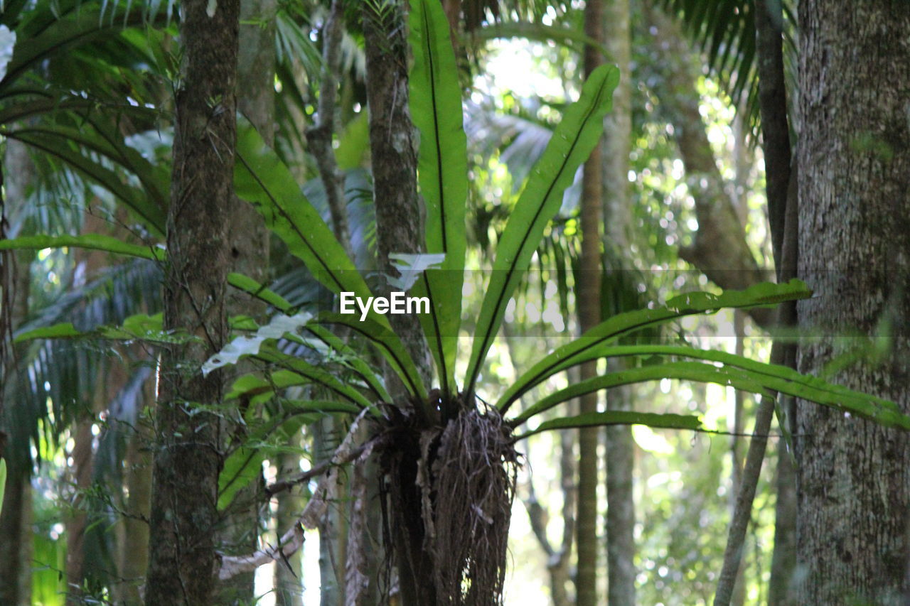 CLOSE-UP OF PALM TREE IN FOREST