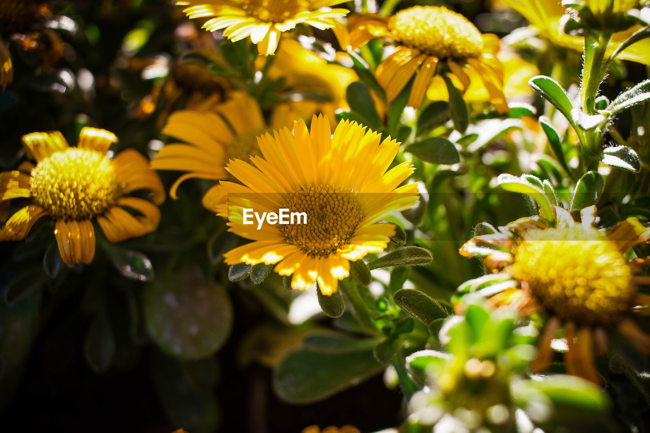 Close-up of yellow flowers blooming outdoors