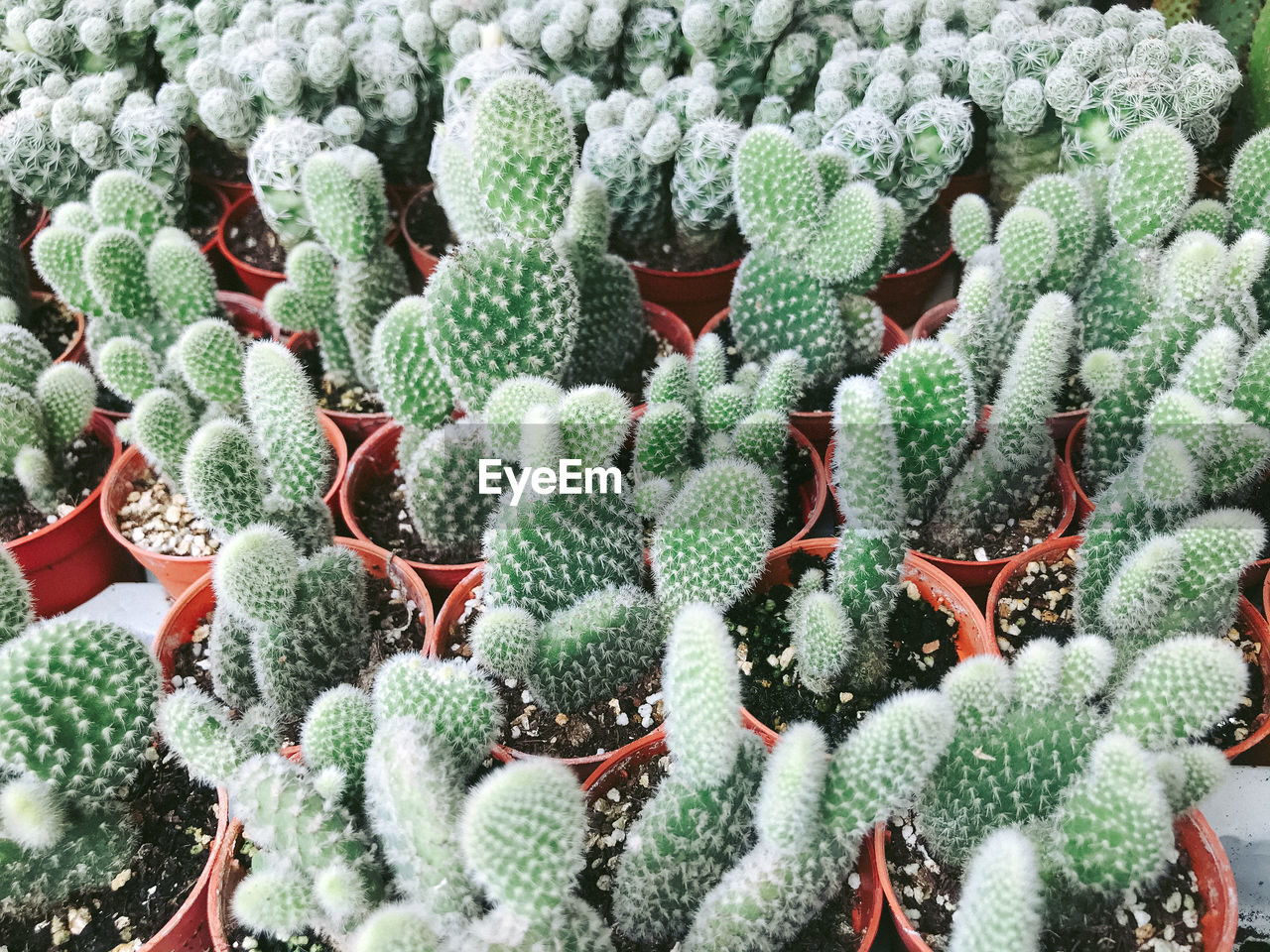 HIGH ANGLE VIEW OF SUCCULENT PLANT