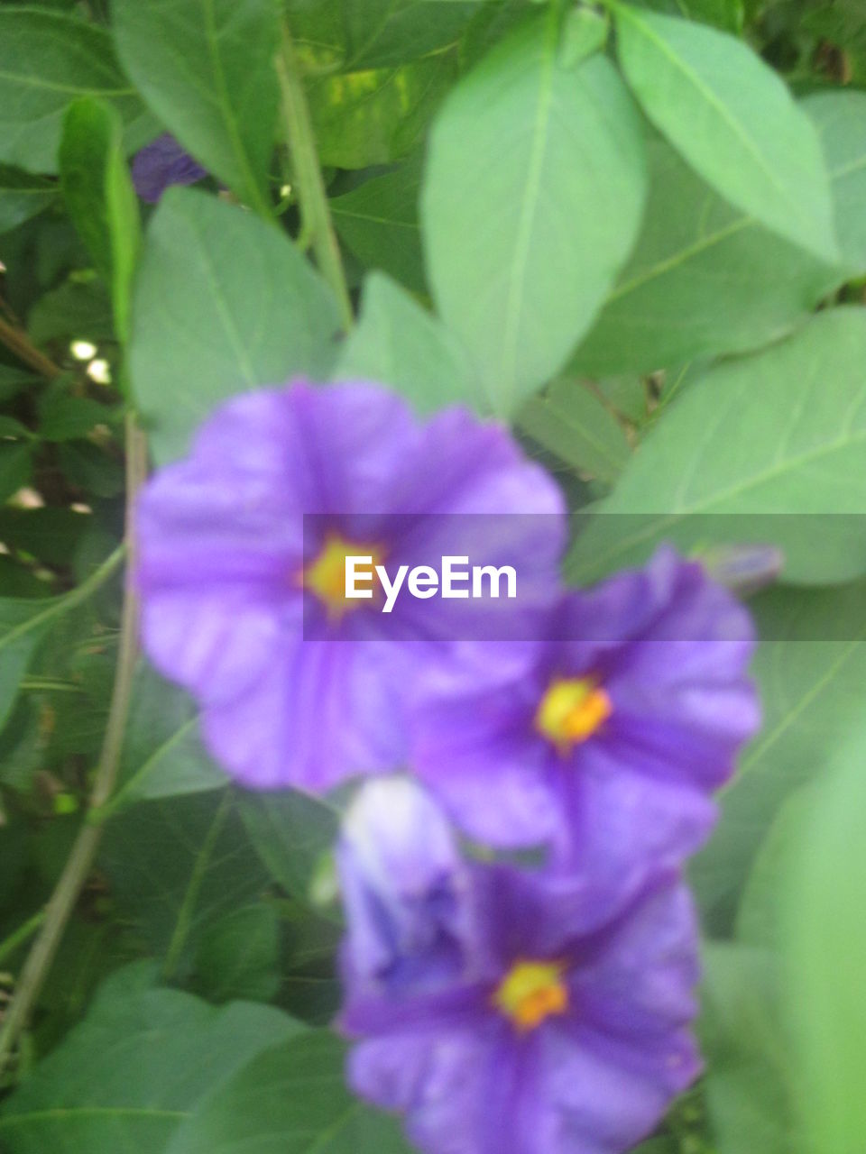 CLOSE-UP OF PURPLE FLOWER BLOOMING