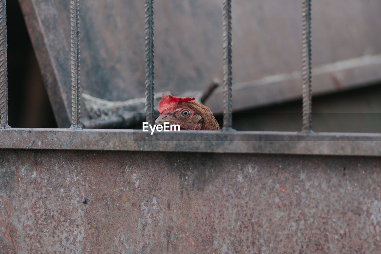 Close-up of hen peeking from cage