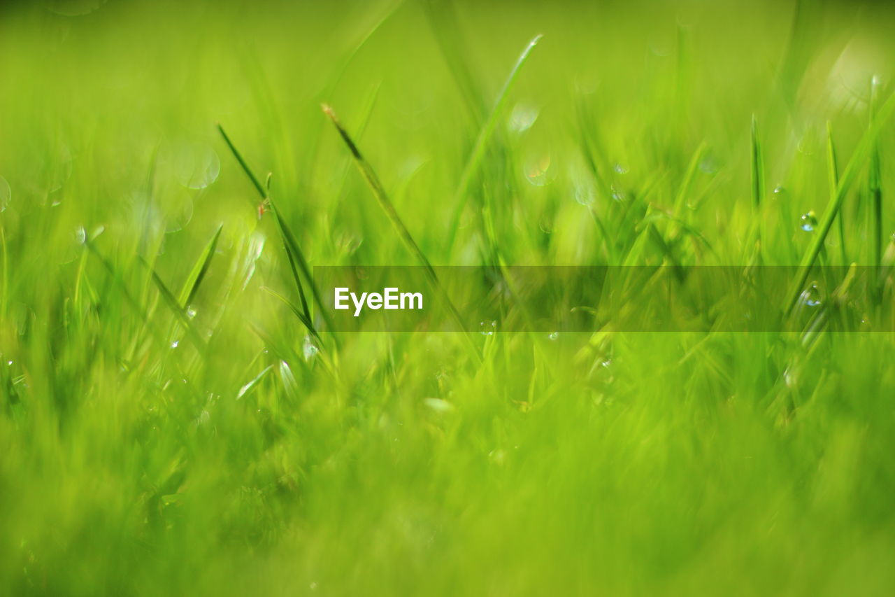 FULL FRAME SHOT OF GRASS ON FIELD